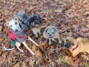 Hampstead Hounds Adventure Walks