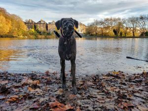 Hampstead Hounds One-to-one Walks