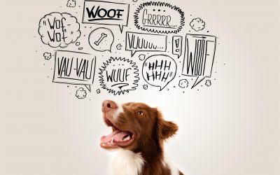 What is your dog trying to tell you? Our Founder studies the interesting topic of Canine Body Language