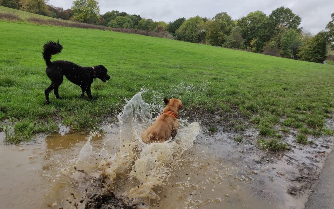 Enjoy the Autumn with your dog and embrace the mud and weather!