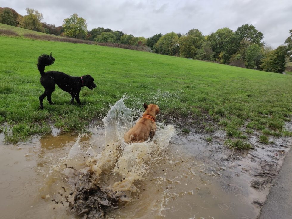 Enjoy the Autumn with your dog and embrace the mud and weather